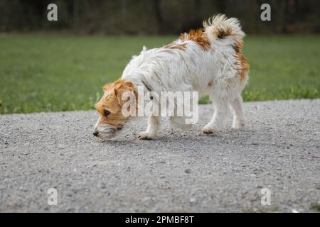 Jack Russel terrier cheveux rugueux Banque D'Images