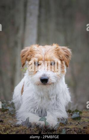 Jack Russel terrier cheveux rugueux Banque D'Images