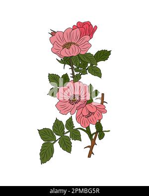 Hawthorn Mai naissance mois vecteur de fleur isolé. Illustration de Vecteur