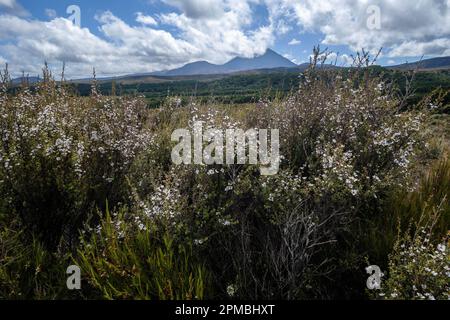 Manuka en fleur dans le parc national de Tongariro, Île du Nord, Nouvelle-Zélande Banque D'Images
