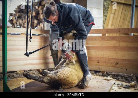 Vue sur un éleveur qui cisaille ses moutons dans sa grange en France Banque D'Images