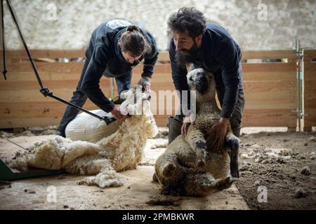 Vue sur les sherperds qui cisaillent leurs moutons en France Banque D'Images