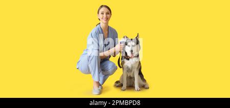 Vétérinaire mesurant la température d'un chien Husky mignon sur fond jaune Banque D'Images