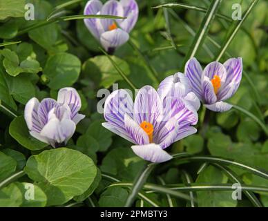 Violet mauve, Crocus vernus rayé (crocus de printemps, crocus géant) en avril Banque D'Images