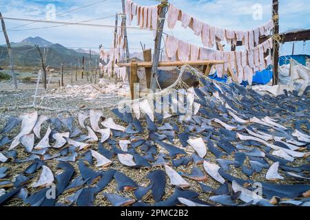 Camp de pêche aux ailerons de requin, nageoires de séchage et viande de requin bleu, Prionace glauca, et requin mako, Isurus oxyrinchus, baie de Magdalena, Baja Californie, Mexique, Pa Banque D'Images