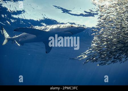 Requin bleu, Prionace glauca, se nourrissant d'anchois, San Diego, Californie ( E.Océan Pacifique ) Banque D'Images