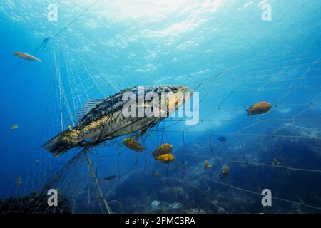 Varech Bass, Paralabax clathratus, pris dans le filet maillant, les îles Los Coronados, Baja California, Mexique, Océan Pacifique est Banque D'Images