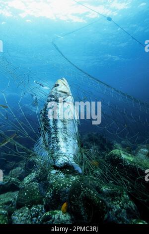 Varech Bass, Paralabax clathratus, pris dans le filet maillant, les îles Los Coronados, Baja California, Mexique, Océan Pacifique est Banque D'Images