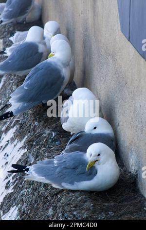 Des kittisiches nichant sur le côté de la galerie d'art Baltique Banque D'Images