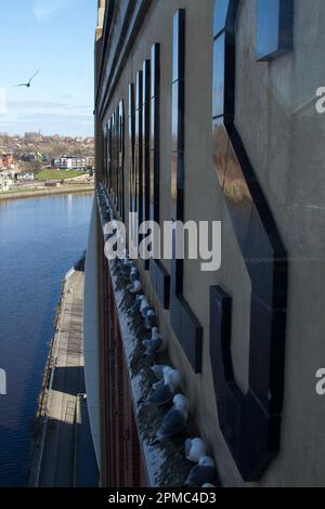 Des kittisiches nichant sur le côté de la galerie d'art Baltique Banque D'Images