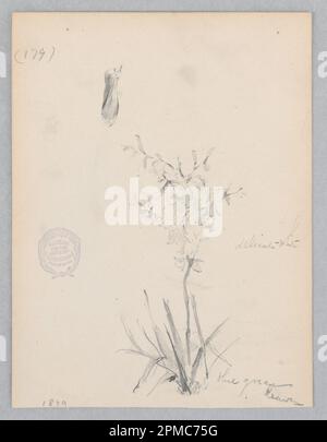 Dessin, plante à fleurs; Robert Frederick Blum (américain, 1857–1903); États-Unis; graphite sur papier vélin; 14,2 × 11,2 cm (5 9/16 × 4 7/16 po) Banque D'Images