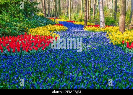 Scène de jardin avec muscari, tulipes et jonquilles aux jardins de Keukenhof, dans le sud de la Hollande, aux pays-Bas. Banque D'Images