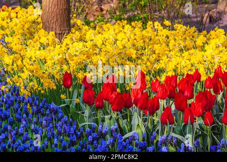 Scène de jardin avec muscari, tulipes et jonquilles aux jardins de Keukenhof, dans le sud de la Hollande, aux pays-Bas. Banque D'Images