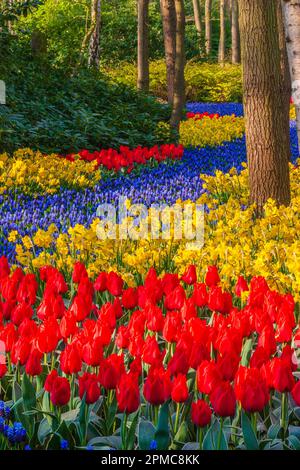 Scène de jardin avec muscari, tulipes et jonquilles aux jardins de Keukenhof, dans le sud de la Hollande, aux pays-Bas. Banque D'Images