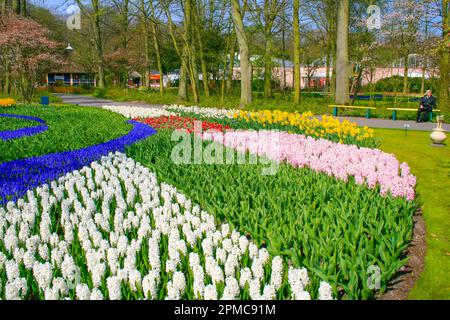 Scène de jardin aux jardins de Keukenhof, dans le sud de la Hollande, aux pays-Bas. Banque D'Images