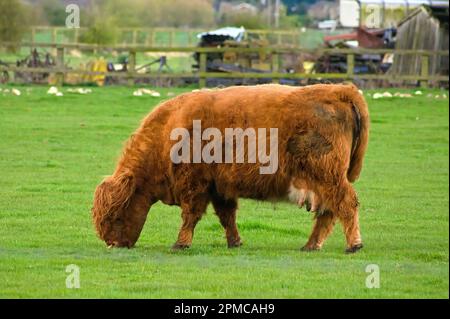 Gingembre vache écossaise de montagne paître dans un champ avec une ferme douce en arrière-plan Banque D'Images