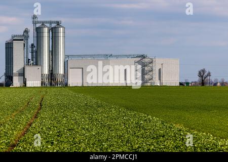 Une usine de production d'aliments pour animaux sur fond de champs agricoles verts. Silos à grains à côté de l'usine de traitement. Photo prise au soleil Banque D'Images