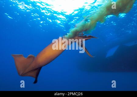 Calmar Humboldt, ou calmar jumbo, Dosidicus gigas, libérant de l'encre pour se diffuser et s'échapper, Nine-Mile Bank, San Diego, Californie, États-Unis, Océan Pacifique Banque D'Images