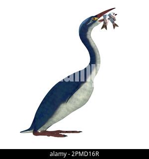 Hesperornis aptère est un genre d'oiseaux aquatiques qui vivait dans la période du Crétacé. Banque D'Images