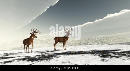 Le cerf de Virginie herbivore vit en Amérique du Nord et du Sud et est une espèce abondante. Banque D'Images