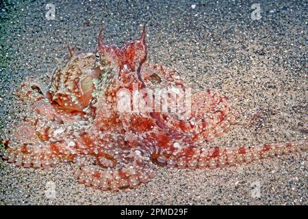 Poulpe rouge du Pacifique est, ou poulpe rubis, Octopus rubescens, séquence de changement de couleur instantané, la Jolla, Californie, États-Unis, Océan Pacifique Banque D'Images