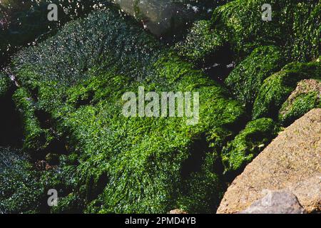 Gros plan sur des rochers recouverts d'algues près du bord de l'eau. Banque D'Images