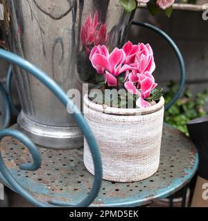 Cyclamen rose dans un pot rond sur la chaise comme une décoration de café de rue Banque D'Images