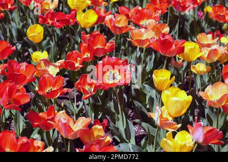 St. Louis, États-Unis. 12th avril 2023. Les tulipes rouges et jaunes brûlants sont en pleine floraison à l'extérieur du parc Tower Grove, alors que les températures atteignent 81 degrés à St. Louis, mercredi, 12 avril 2023. Photo par Bill Greenblatt/UPI crédit: UPI/Alay Live News Banque D'Images