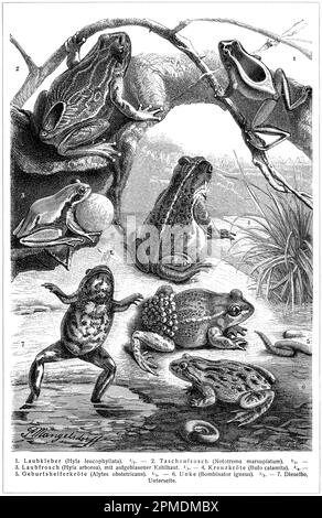 Différents types de grenouilles. Publication du livre 'Meyers Konversations-Lexikon', Volume 2, Leipzig, Allemagne, 1910 Banque D'Images