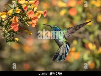 Gros plan sur le petit colibri violétien en vol et en se nourrissant de Marmalade Bush dans les montagnes du Panama Banque D'Images