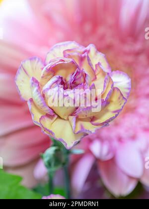 Gros plan d'une carnation jaune pâle avec du violet le long de ses pétales. Banque D'Images