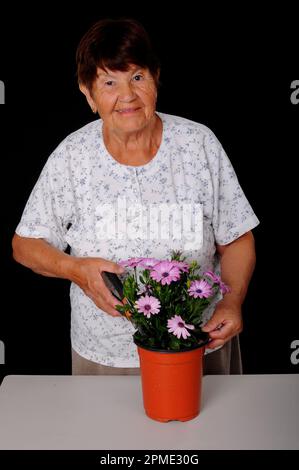 Une femme âgée qui tend à un hibiscus Banque D'Images