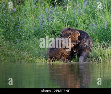 Deux castors se toilettant dans un pré au bord d'un étang dans le parc provincial Fish Creek, Alberta, Canada. Ricin canadensis. Banque D'Images