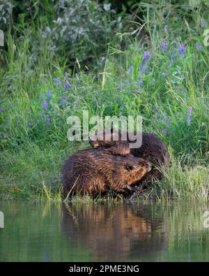 Une paire de castors se toilettant dans un pré à côté d'un étang au parc provincial Fish Creek, Alberta, Canada. Ricin canadensis. Banque D'Images