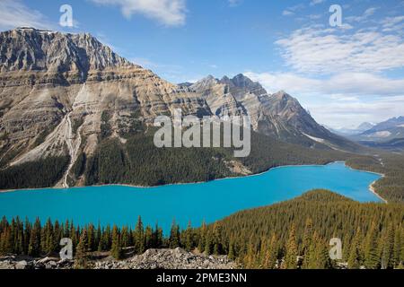 Vue sur le lac Peyto avec des eaux turquoise, une attraction pittoresque le long de la promenade Icefield dans les montagnes Rocheuses du parc national Banff, Canada Banque D'Images