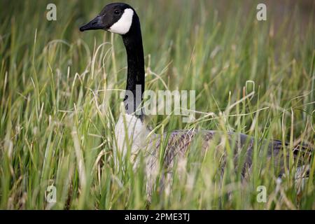 La Bernache du Canada gros plan de la tête et du cou dans l'herbe. Branta canadensis Banque D'Images