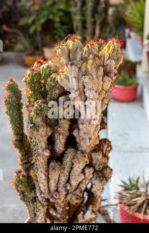 cactus infecté par des insectes de la carie et des insectes de la méalée se ferment avec une focalisation sélective Banque D'Images