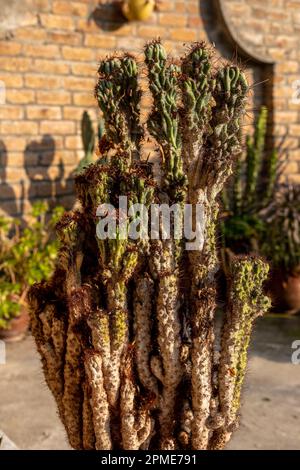 Fermeture de plantes de cactus malades avec foyer sélectif Banque D'Images