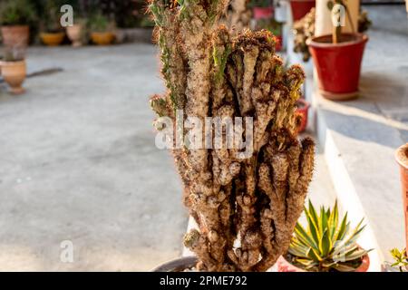 L'échelle et les insectes méaleux infectés plante de cactus. mise au point sélective Banque D'Images