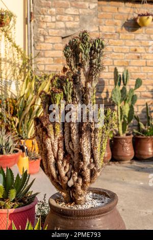 Attaque de maladie d'échelle sur un cactus Banque D'Images