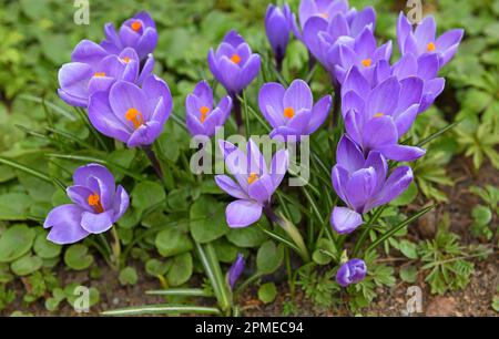 Fleurs du premier printemps. Crocus vernus violet (crocus de printemps, crocus géant) en avril Banque D'Images