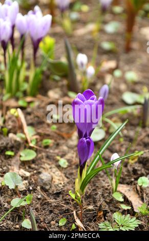 Fleurs du premier printemps. Violet Crocus vernus dans le jardin Banque D'Images