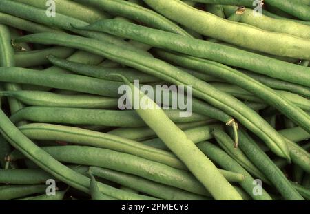 HARICOTS VERTS (PHASEOLUS VULGARIS) FRAÎCHEMENT RÉCOLTÉS Banque D'Images