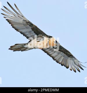 Vulture barbu / Bartgeier / Laemmergeier ( Gypaetus barbatus ), Lammergeier, Ossifrage, gros oiseau de proie, alpes suisses, faune. Banque D'Images