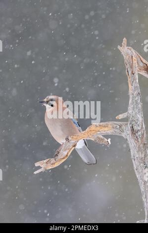 Geai eurasien ( Garrulus glandarius ) en hiver, perchée sur un vieux arbre pourri, observant autour , dans la neige, la chute de neige, la faune, l'Europe. Banque D'Images