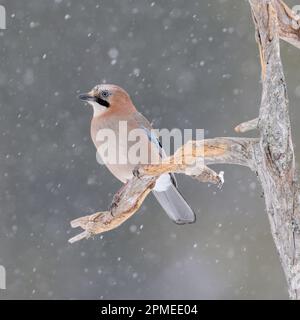 Geai eurasien ( Garrulus glandarius ) en hiver, perchée sur un vieux arbre pourri, observant autour , dans la neige, la chute de neige, la faune, l'Europe. Banque D'Images
