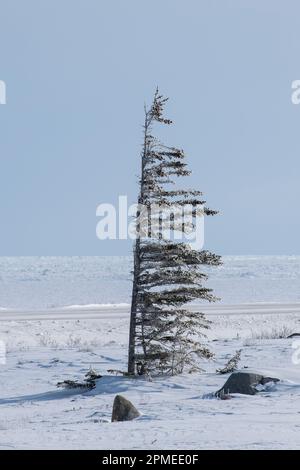 Arbre drapeau à Churchill, Manitoba, Canada Banque D'Images