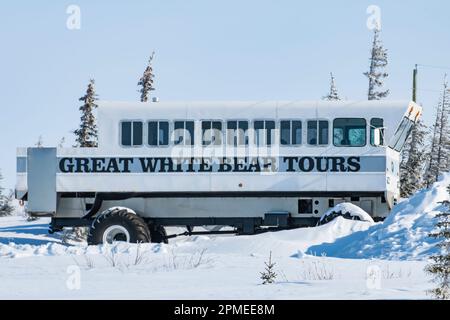 Great White Bear Tours, voiturette de toundra garée à Churchill, Manitoba, Canada Banque D'Images