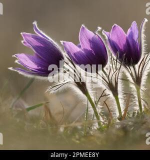 Fleur de Pasque commune ( Pulsatilla vulgaris ), floraison, éphémères de printemps en fleurs, poussant sur un pré calcaires à faible teneur en nutriments, fleur sauvage, Europe. Banque D'Images