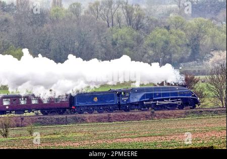 Peterborough, Royaume-Uni. 10th avril 2023. La locomotive à vapeur Sir Nigel Gresley 60007, qui a l'air resplendissante dans sa décoration BR Blue, se démène dans la campagne de Peterborough, sur le chemin de fer de la vallée de Nene à Peterborough, Cambridgeshire. Crédit : Paul Marriott/Alay Live News Banque D'Images